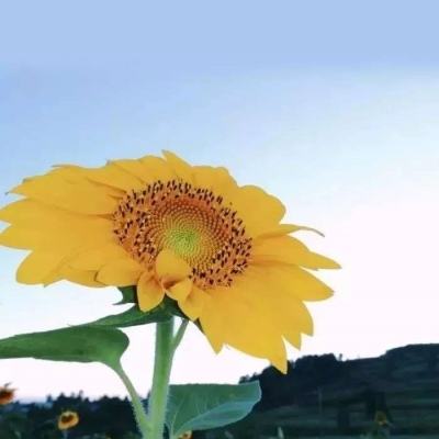 巴西政府将向柴油进口商提供补贴。