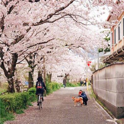 华夏基金2025营收96亿净利润24亿，管理规模3万亿，投研、内控、销售、薪酬存问题被北京证监局警示