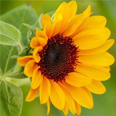 中国女排当心！世界女排新格局已出炉，超强3队各有优势